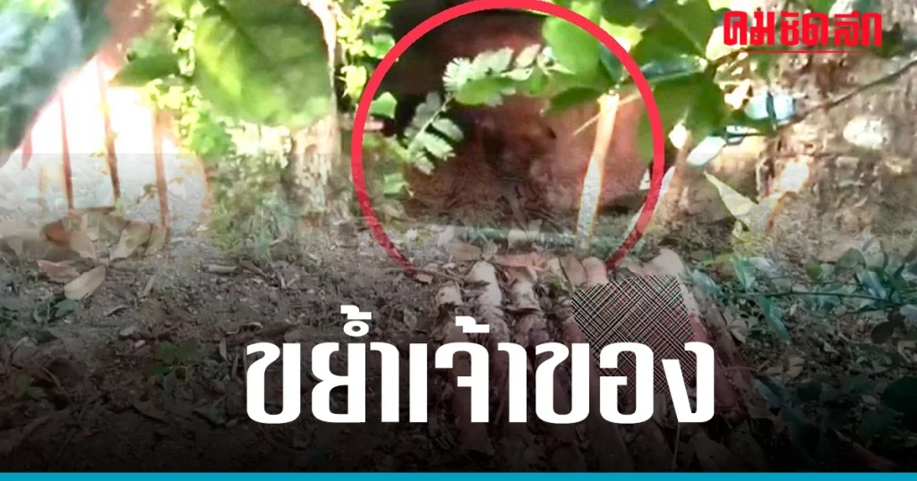 ‘พิตบูล’ เขี้ยวโหด โดดขย้ำเจ้าของตาวัย 82 แผลเหวอะทั่วตัว เจ็บสาหัส